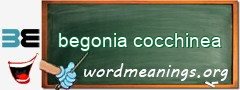 WordMeaning blackboard for begonia cocchinea